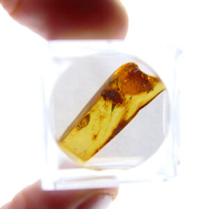 Baltic Amber🔸Definition, Origin, Deposits, Science, History, and Uses ...