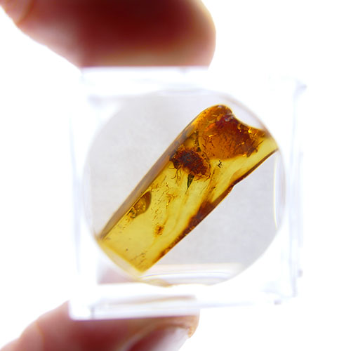 Translucent box with a magnifying glass, containing an amber stone with an insect inclusion inside.